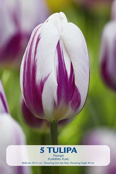 Tulip Flaming Flag 5-pakning